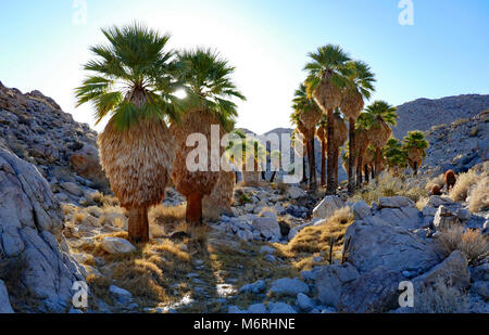 Deserto ventola California Palme, tramonto in inverno, dicembre 2016, Anza Borrego Desert, la California del Sud Foto Stock