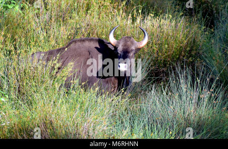 Questa foto è stata presa da munnar,pampadumshole in kerala.bison è venuto per mangiare erba in questo tempo, Foto Stock
