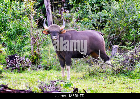 Questa foto è stata presa da munnar,pampadumshole in kerala.bison è venuto per mangiare erba in questo momento Foto Stock