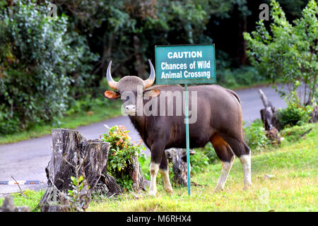 Questa foto è stata presa da munnar,pampadumshole in kerala.bison è venuto per mangiare erba in questo momento Foto Stock