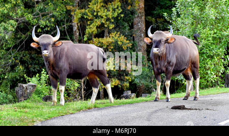 Questa foto è stata presa da munnar,pampadumshole in kerala.bison è venuto per mangiare erba in questo momento Foto Stock