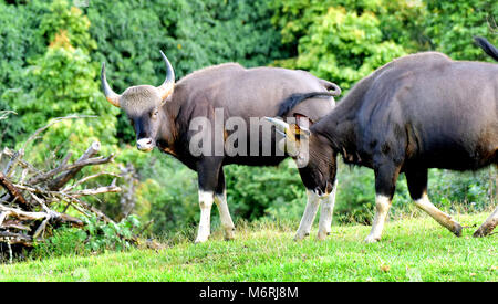Questa foto è stata presa da munnar,pampadumshole in kerala.bison è venuto per mangiare erba in questo momento Foto Stock