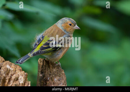 I capretti (fringuello Fringilla coelebs) sul vecchio ceppo. Foto Stock