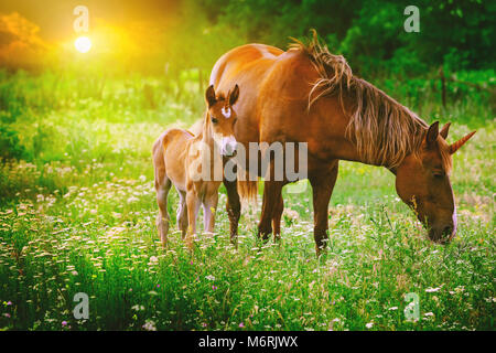 Bella unicorns Mare e puledro nel magico paesaggio forestale al tramonto, immagine realistica. Unicorn madre e unicorn puledro correre insieme. Foto Stock