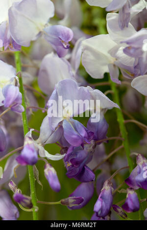 'L'Ametista cade' American glicine Blåregn (Wisteria frutescens) Foto Stock