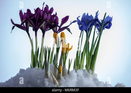 Iris reticolare, Våriris (Iris reticulata) Foto Stock