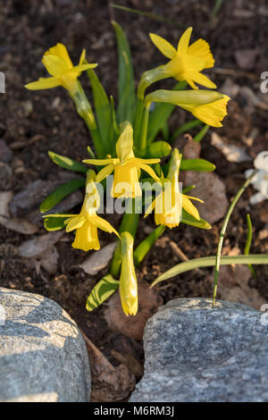"Tête-à-tête' Dwarf daffodil, Påsklilja (Narcissus pseudonarcissus) Foto Stock