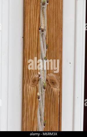 "Prolifica' Cinese glicine Kinesisk blåregn (Wisteria sinensis) Foto Stock