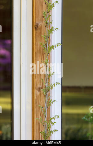 "Prolifica' Cinese glicine Kinesisk blåregn (Wisteria sinensis) Foto Stock