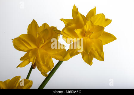 " Golden Ducat' Daffodil, Påsklilja (Narcissus) Foto Stock