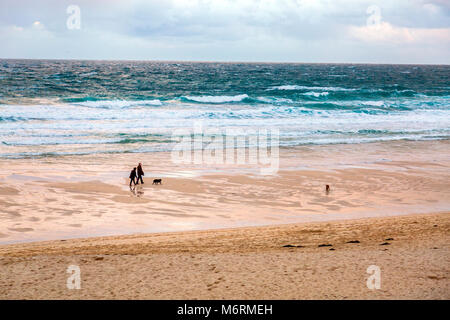 Dog walkers esercitano i loro cani su una deserta spiaggia Porthmeor in St Ives, Cornwall, Regno Unito Foto Stock