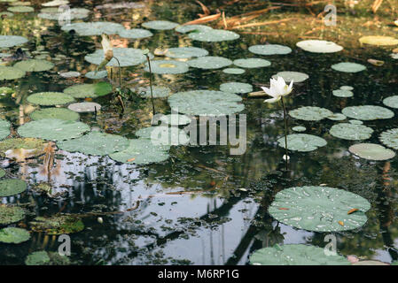 Fiore di loto e lascia in un stagno. concetto Natura Foto Stock