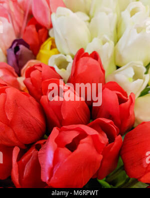 AMSTERDAM, Feb 2018 - mazzi di tulipani in primo piano, rosso, bianco, rosa, giallo, viola Foto Stock