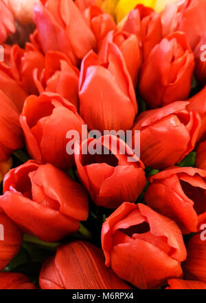 AMSTERDAM, Feb 2018 - mazzi di tulipani in primo piano, rosso e arancione Foto Stock