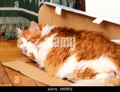 Adulto affascinante grande rosso gatto dorme nella casella Foto Stock