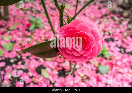 Camellia japonica fiore con petali caduti a terra Foto Stock