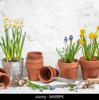 Fiori in vaso pronto per il trapianto Foto Stock