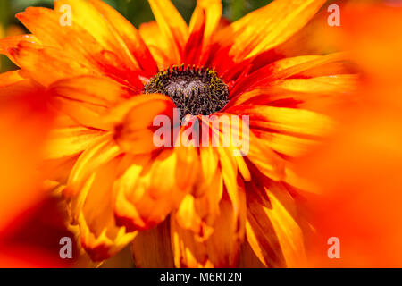 Orange Gerbera Flower - 'Mega Rivoluzione' Foto Stock