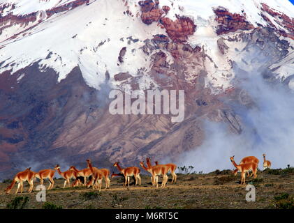 Vicunas sul Vulcano Chimborazo, Ecuador Foto Stock