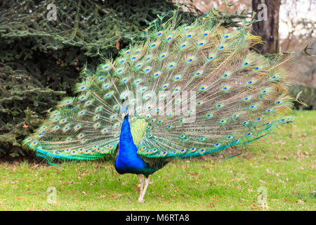 Peacock, maschio peafowl () diffondere le sue ali e aprendo le sue piume per un pieno schermo piuma nel parco Foto Stock