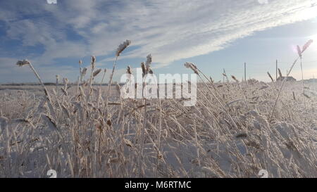 Paesaggio invernale impianto coperto di neve sullo sfondo del tramonto. Crescite congelati contro lo sfondo di un campo nevoso ed un cielo blu e sun. Ance a secco in aria Foto Stock