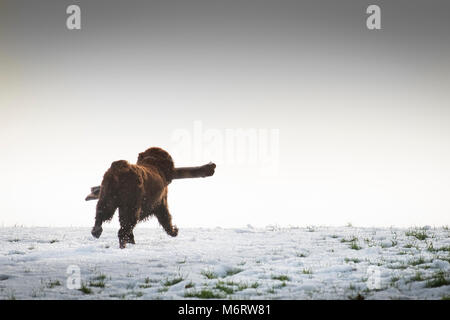 Un lavoro di Cocker Spaniel di corsa attraverso un campo nevoso con un bastone Foto Stock