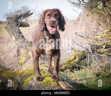 Lavorando Cocker Spaniel in piedi su un ramo caduto Foto Stock