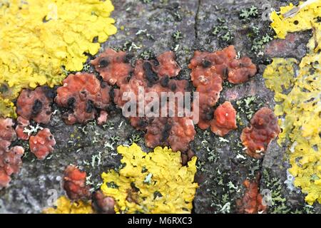 Colorato licheni e funghi che crescono su un ramo di comune aspen in Finlandia Foto Stock