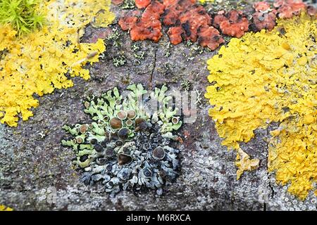 Colorato licheni e funghi che crescono su un ramo di comune aspen in Finlandia Foto Stock