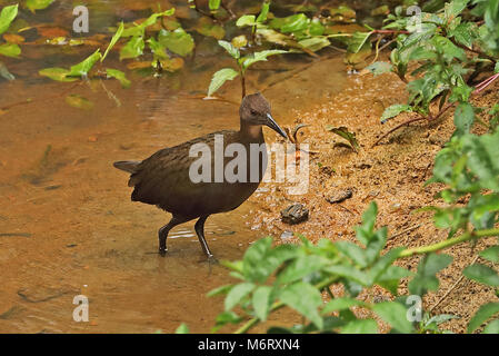 Bianco-throated rampa (Dryolimnas cuvieri cuvieri) immaturi a Waters Edge, endemica malgascia Perinet, Madagascar Ottobre Foto Stock