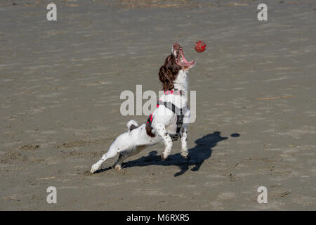 Springer Spaniel su Poppit Sands Beach Foto Stock