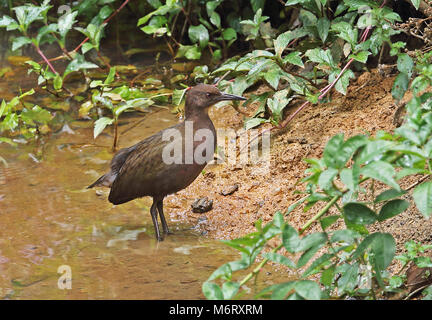 Bianco-throated rampa (Dryolimnas cuvieri cuvieri) immaturi a Waters Edge, endemica malgascia Perinet, Madagascar Ottobre Foto Stock