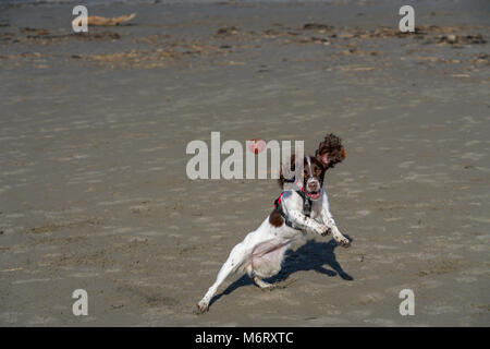 Springer Spaniel su Poppit Sands Beach Foto Stock