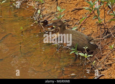 Bianco-throated rampa (Dryolimnas cuvieri cuvieri) immaturi a Waters Edge, endemica malgascia Perinet, Madagascar Ottobre Foto Stock