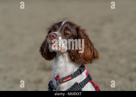 Springer Spaniel su Poppit Sands Beach Foto Stock