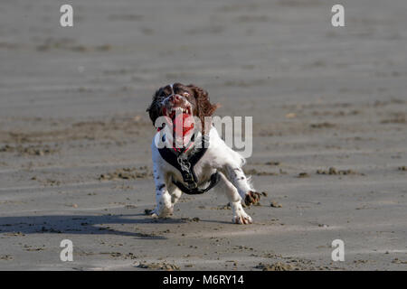 Springer Spaniel su Poppit Sands Beach Foto Stock