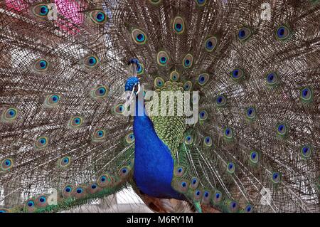 Peacock mostra piumaggio, colorato awesome uccello animale Foto Stock