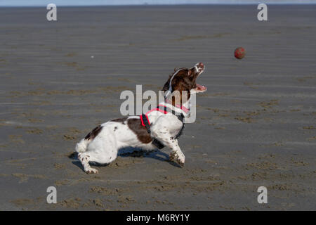 Springer Spaniel su Poppit Sands Beach Foto Stock