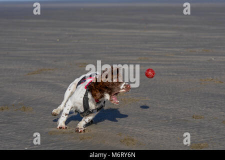 Springer Spaniel su Poppit Sands Beach Foto Stock