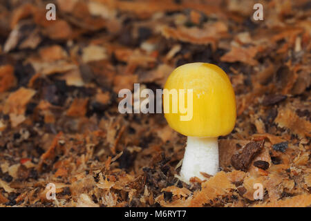 Giallo testa a fungo Fieldcap (Bolbitius titubans) cresce nei boschi. Tipperary, Irlanda Foto Stock