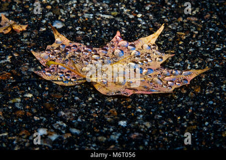 Perle di acqua sullo zucchero di Foglia di acero in autunno Foto Stock