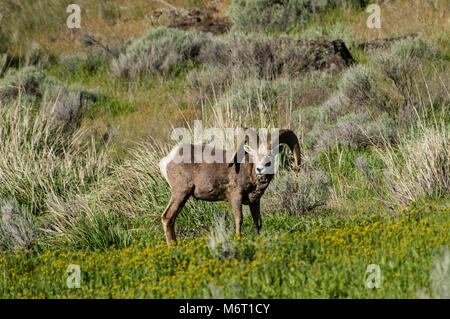 Bighorn pascolo della ram in un deserto area. Oregon Foto Stock