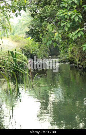 Natura life, kerala natura Foto Stock