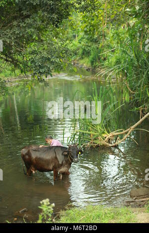 Natura life, kerala natura Foto Stock