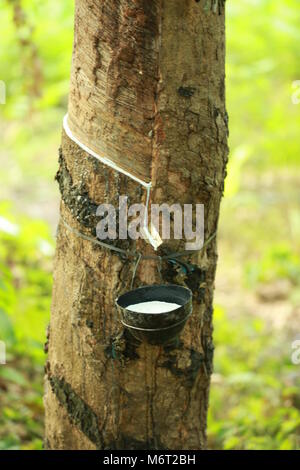 Natura life, kerala natura Foto Stock