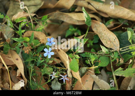 Natura life, kerala natura Foto Stock