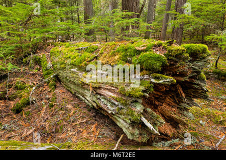 Registro caduti con MOSS, il Glacier National Park Montana Foto Stock