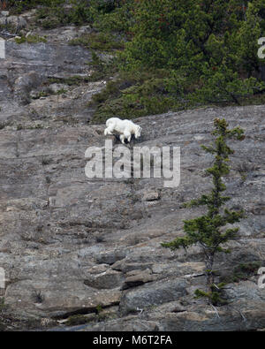 Capre di montagna lo spostamento lungo il bordo della scogliera Foto Stock
