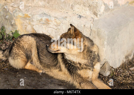 Sporco cane randagio appoggiato vicino a un muro grigio. Foto Stock