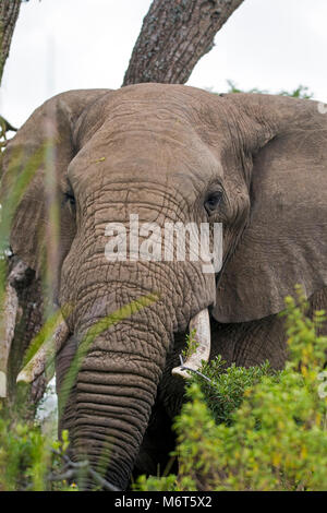 Close up unico dell' elefante africano permanente al foro di acqua in una lussureggiante macchia verde e prati in Sud Africa Foto Stock